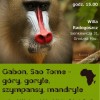 Gabon, Sao Tome – góry, goryle, szympansy, mandryle